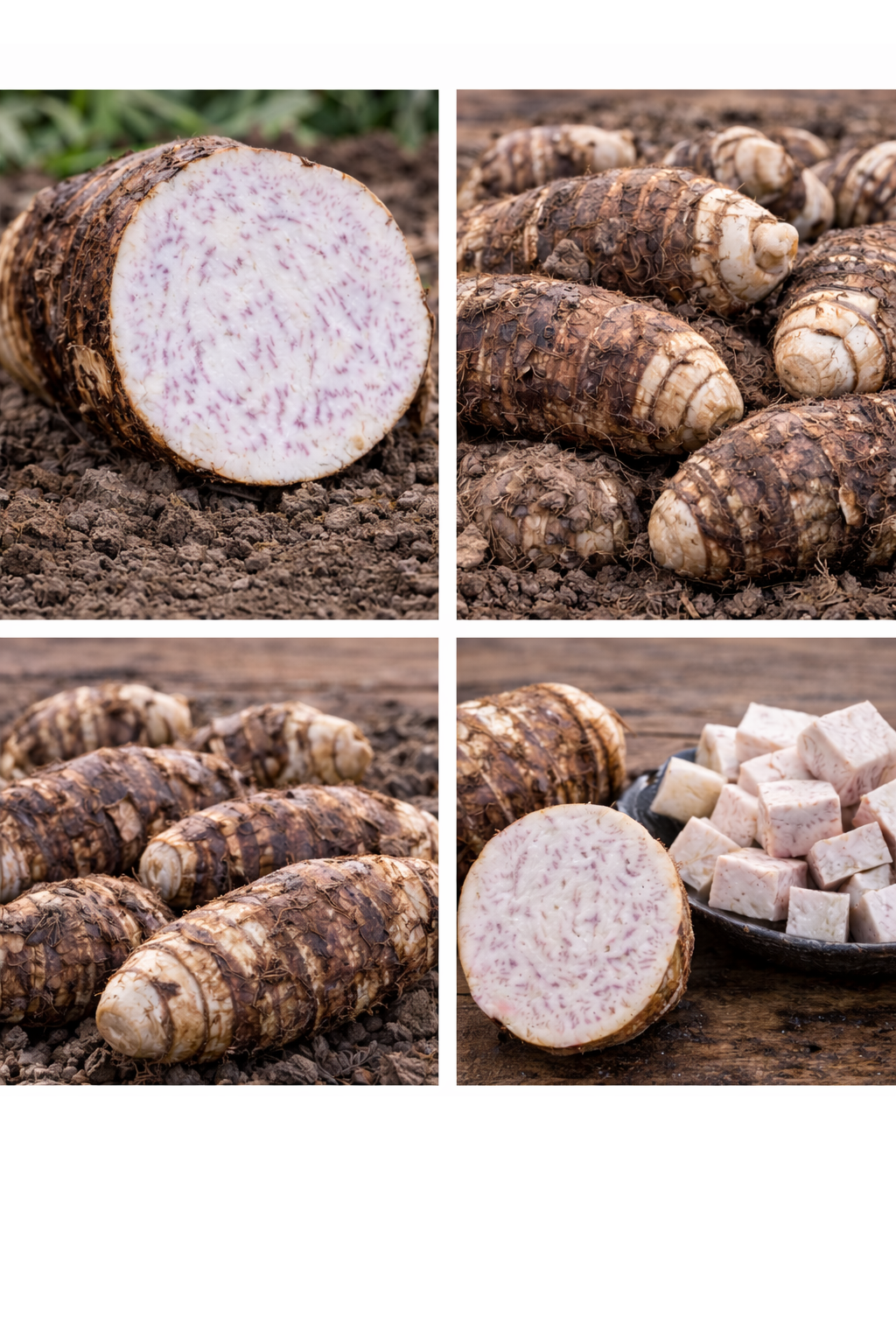 大甲芋頭是台灣最具代表性的芋頭產區之一,因砂質壤土、排水良好、日夜溫差適中,使芋頭具備香氣自然、口感綿密、澱粉結構穩定等特性,廣泛應用於甜品、冰品與食品加工。