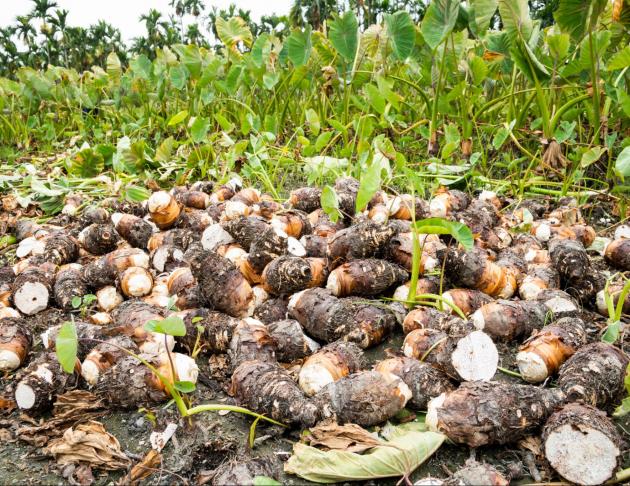 鮮採上芋(未削皮) 1