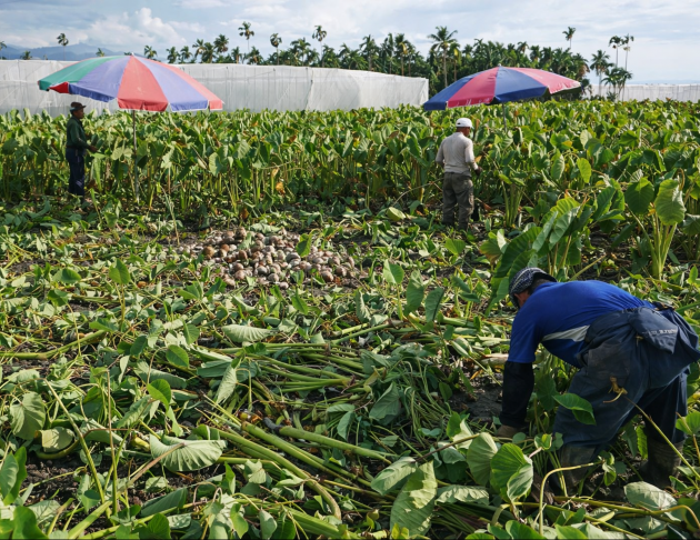 鮮採上芋(未削皮) 3
