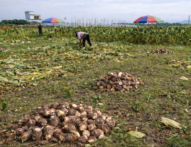 鮮採上芋(未削皮) 5